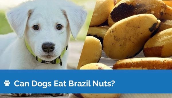 can dogs eat brazil nuts graphic 2