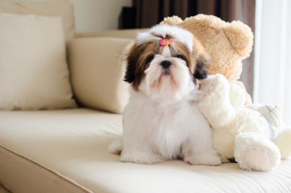 shih tzu puppy sitting on a couch