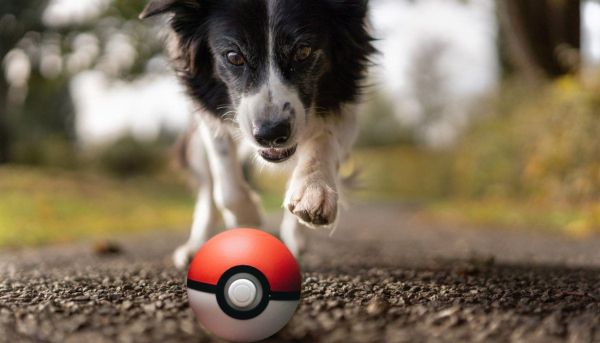 dog chasing pokeball