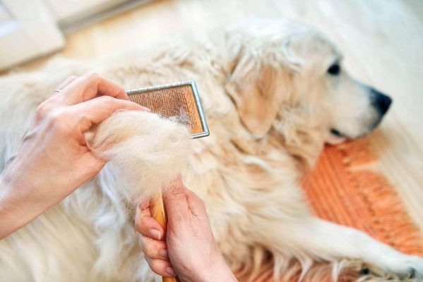 hand holding brush with dog