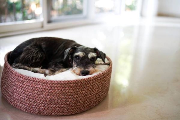 black miniature schnauzer dog lying down on bed basket