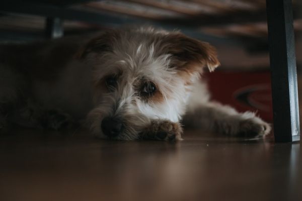 dog under the bed