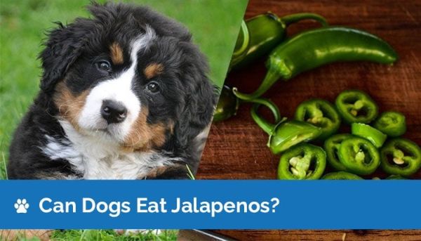 can dogs eat jalapenos 2