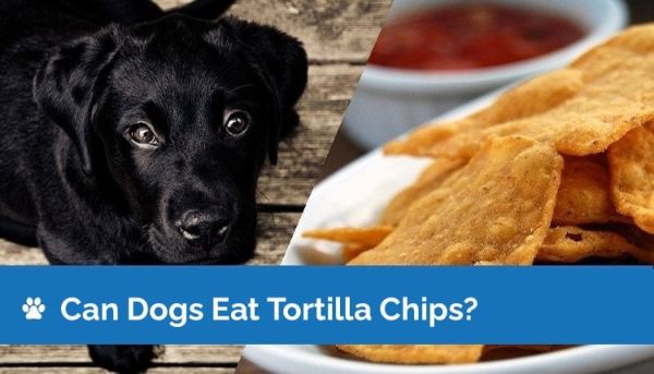 can dogs eat tortilla chips2