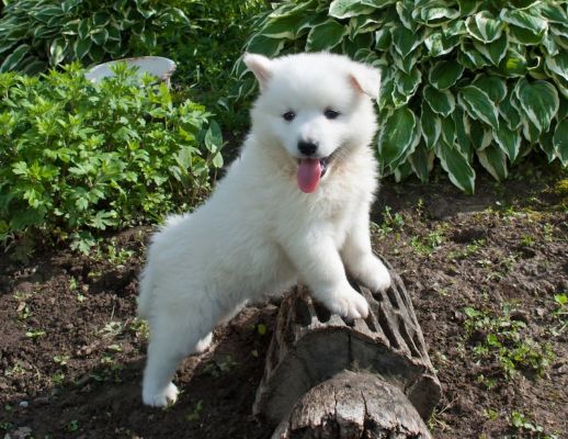Huskimo puppy on log tongue out