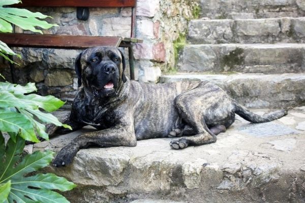 cane corso lying on stairs