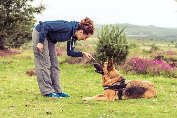 woman teaching german shepherd to keep paws on floor