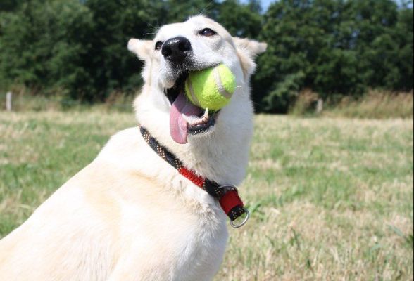 White dog with tennis ball