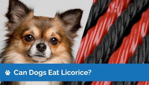 can dogs eat licorice