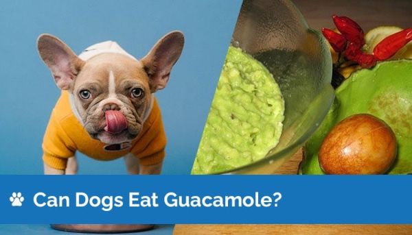 can dogs eat guacamole 2
