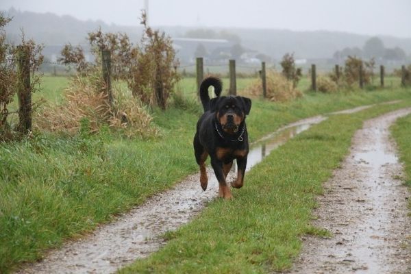 rottweiler running in the fields