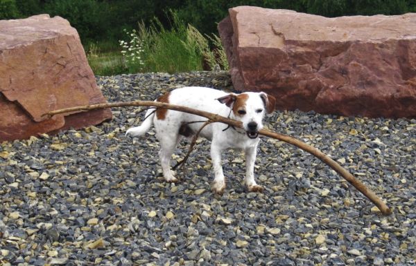 dog with a branch