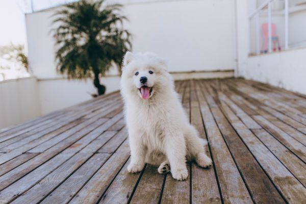white dog sitting in wooden floor