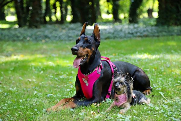 dogs with harness