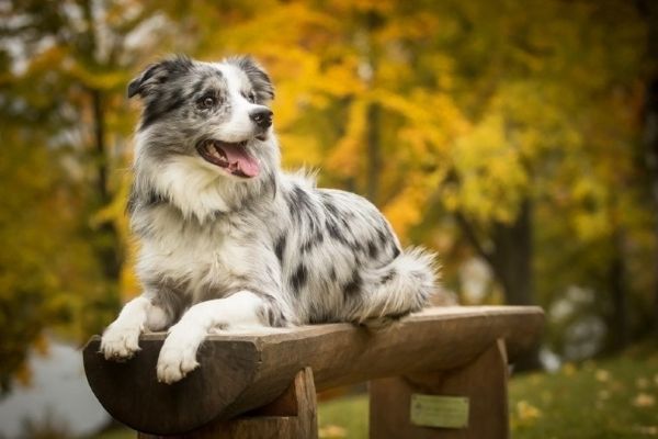 Blue Merle Border Collie Laying On The Bench