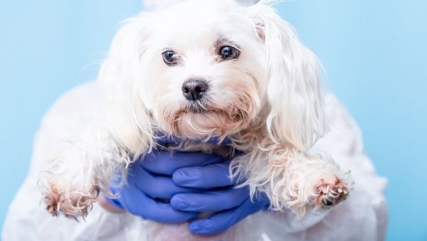veterinarian-in-blue-rubber-gloves-holds-a-small-maltese-puppy_Sorokina-Viktoryia_shutterstock
