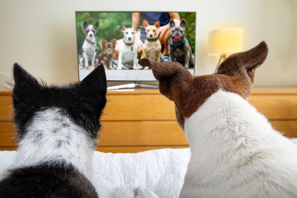 dogs watching TV