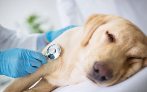 Vet specialist examination sick dog