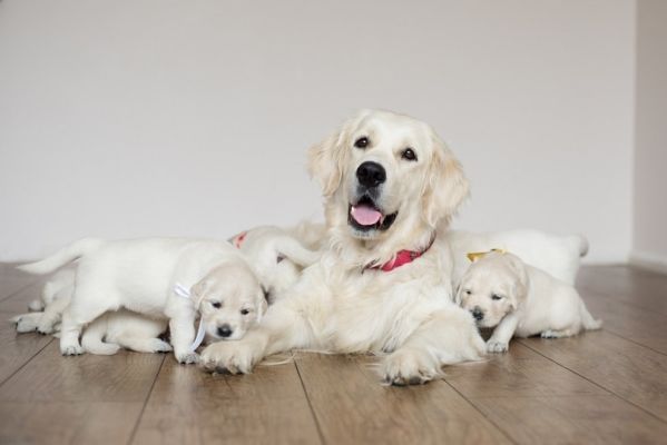 golden retriever dog with puppies indoors