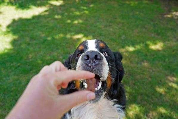 bernese mountain dog getting a treat