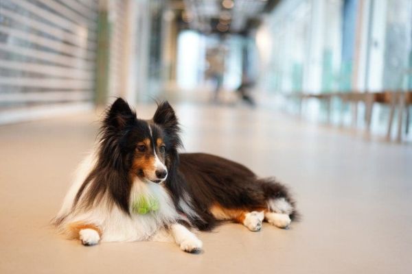 Collie in mall hallway