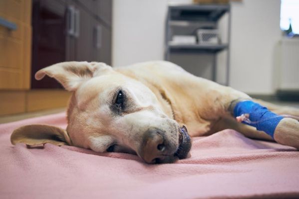 a sick dog after surgery in vet clinic
