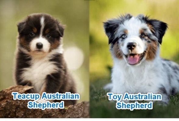 Toy vs teacup Australian Shepherd