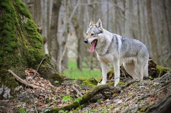 Czech Wolfdog
