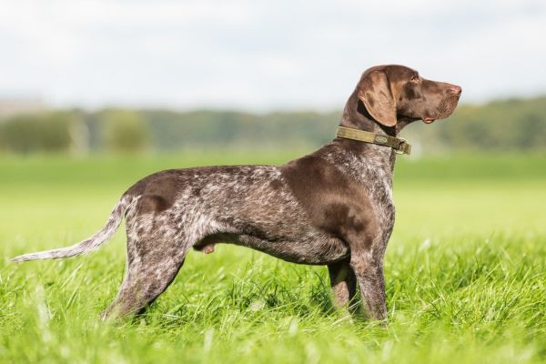 German Shorthaired Pointer pointing