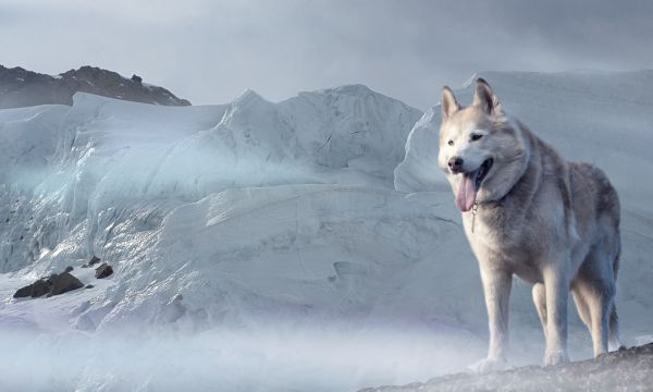 White wolf-like dog husky glacier Alaska