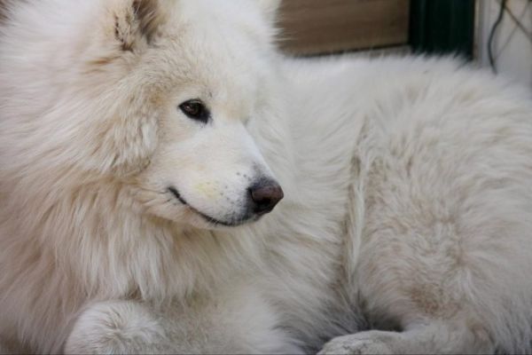 Big fluffy white dog