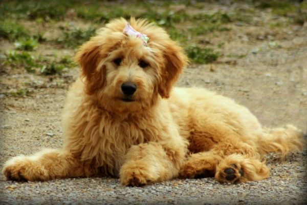 goldendoodle fluffy dog