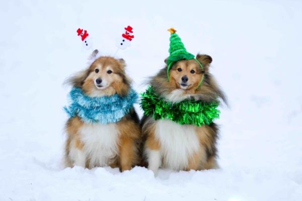 shelties decorated for christmas holidays