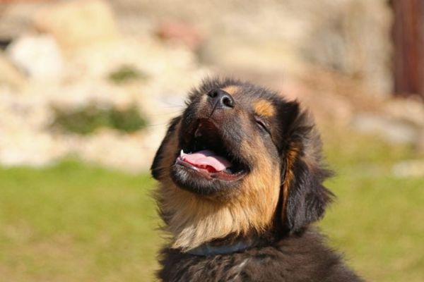 puppy laughing funny dog