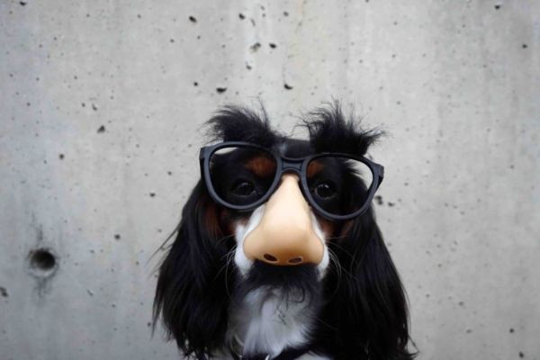 funny dog with glasses and mustache