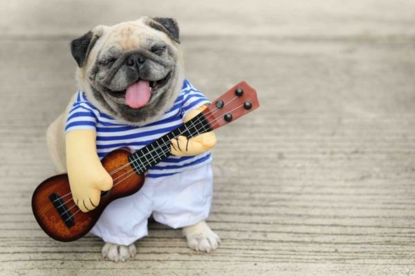 happy dog playing ukulele
