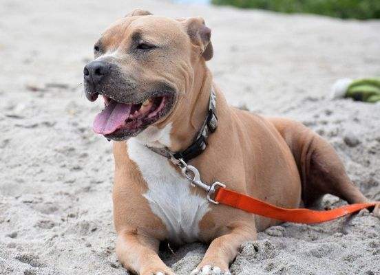 pitbull on a leash lying on sand