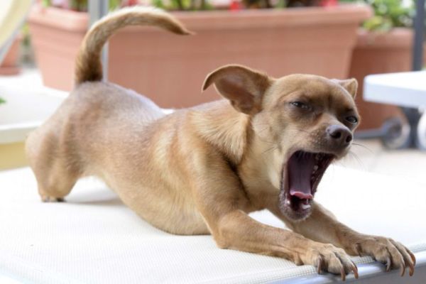 Chihuahua yawning