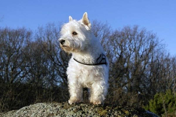 west highland white terrier standing on a rock formation