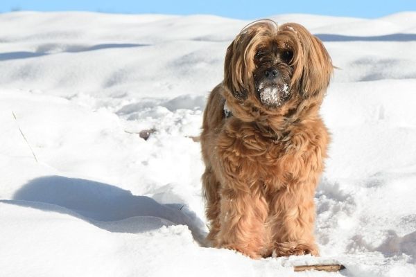 Tibetan Terrier in winter