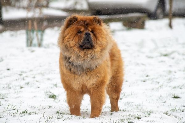 Chow Chow in snow