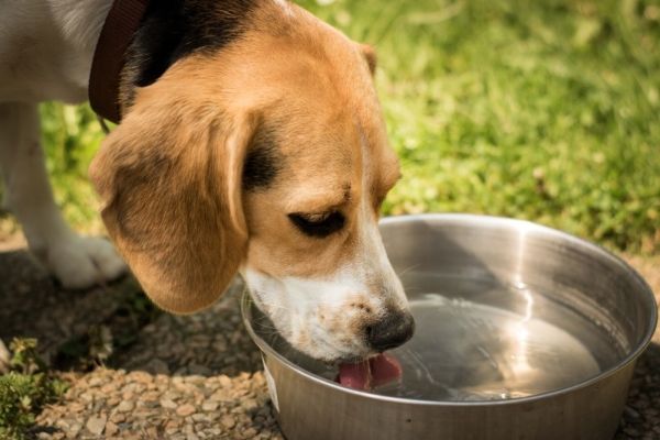 Dog drinking water from water bowl