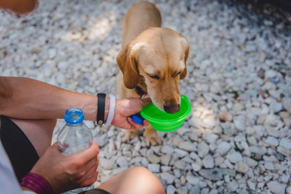 person giving water to the dog