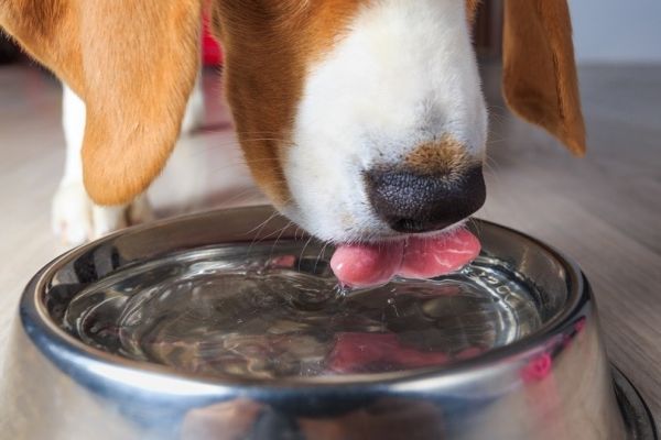 Beagle dog drinking clear water