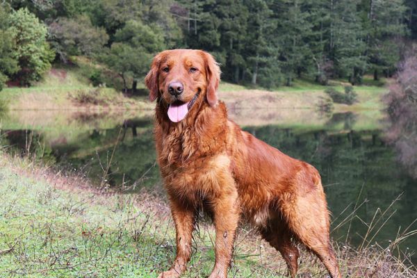 Red Golden Retriever gog standing in front of a pond