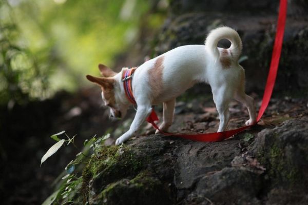 chihuahua on a leash outdoors