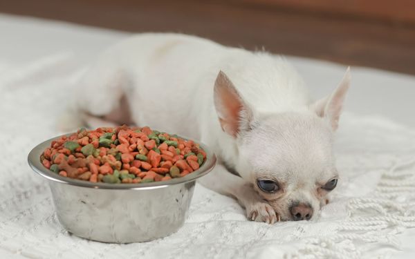 Chihuahua dog lying down on white cloth with dog food bowl beside her and ignoring it