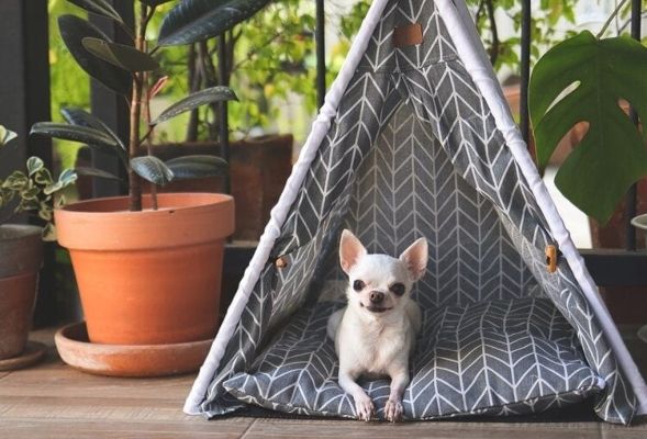 white Chihuahua in grey teepee tent