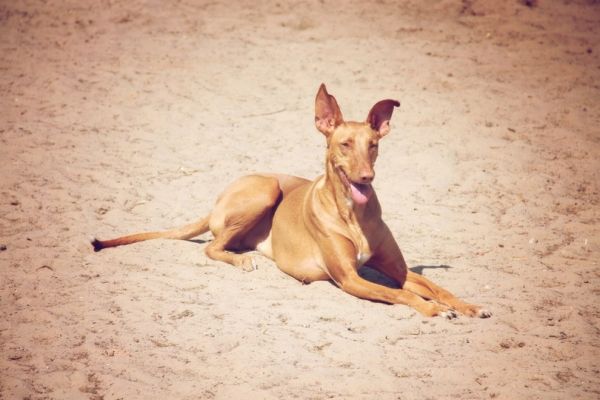 Pharaoh Hound in the sand