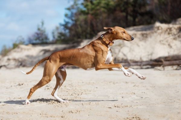 azawakh dog running on a beach2_otsphoto_shutterstock